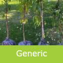 Rochester Peach Tree. Self Fertile, Large Fruit And Avoides Frosts **FREE UK DELIVERY + FREE 100% TREE WARRANTY**